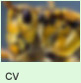 cv